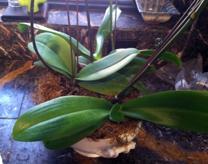 orchidmoss2